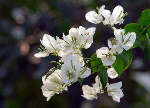 Bougainviller blanc pop up