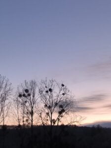 Coucher de soleil arbre violet