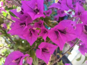 Bougainviller fleuri