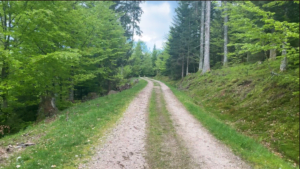 Photo Chelin Vosges Foret
