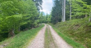 Foret de sapin Vosges