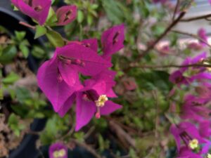 bougainviller-fleur