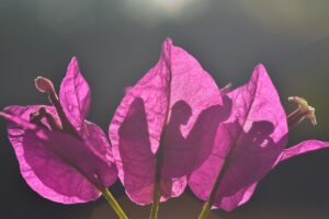 Photo de Bougainviller sur le site Photo de couverture de L'Évidence d'Être.