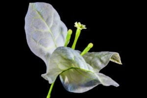 bougainviller background evenements