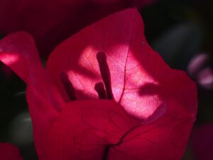 bougainvillea background cadeau