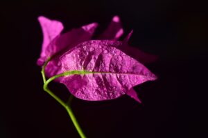bougainviller background seance individuelle